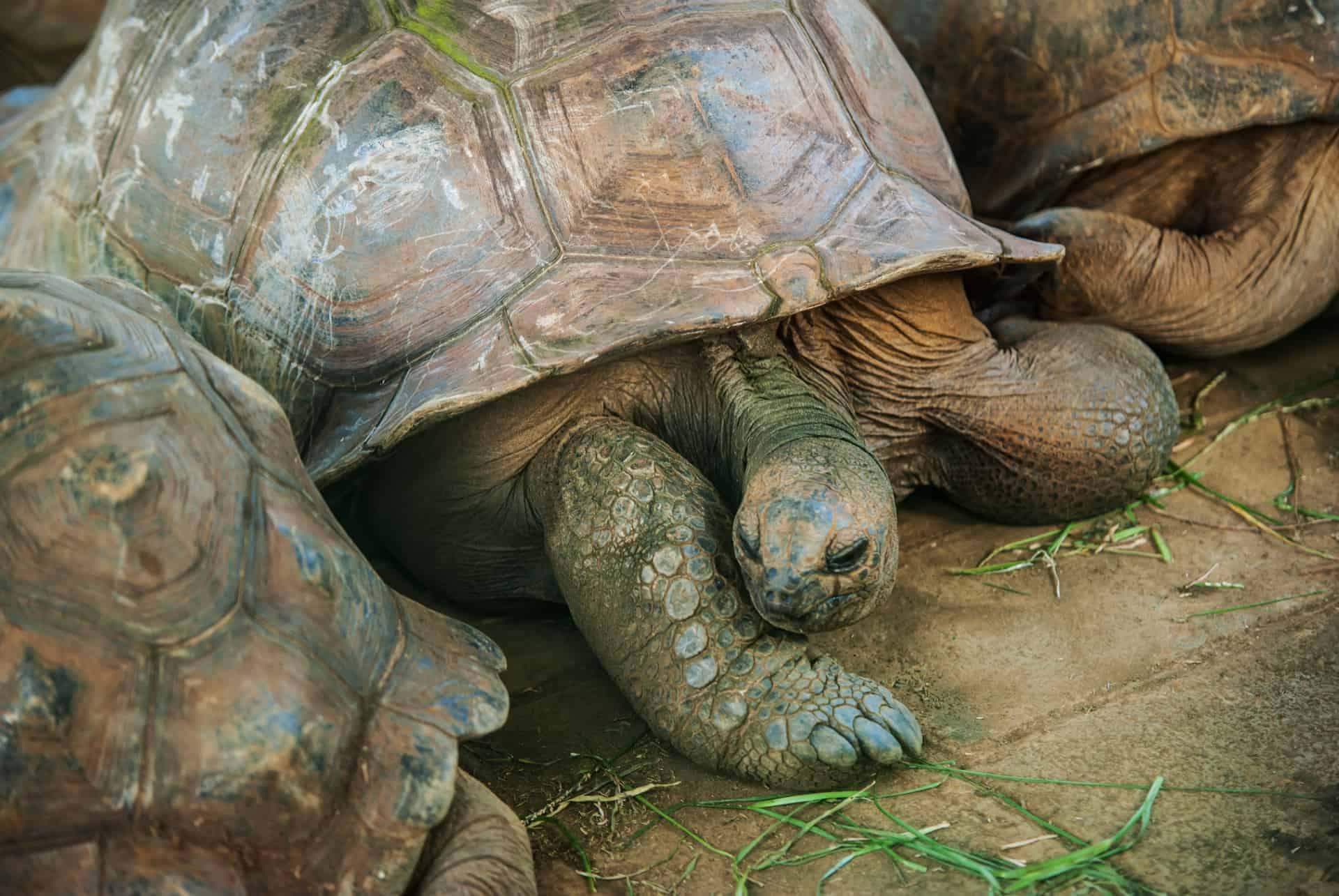 tortues geantes