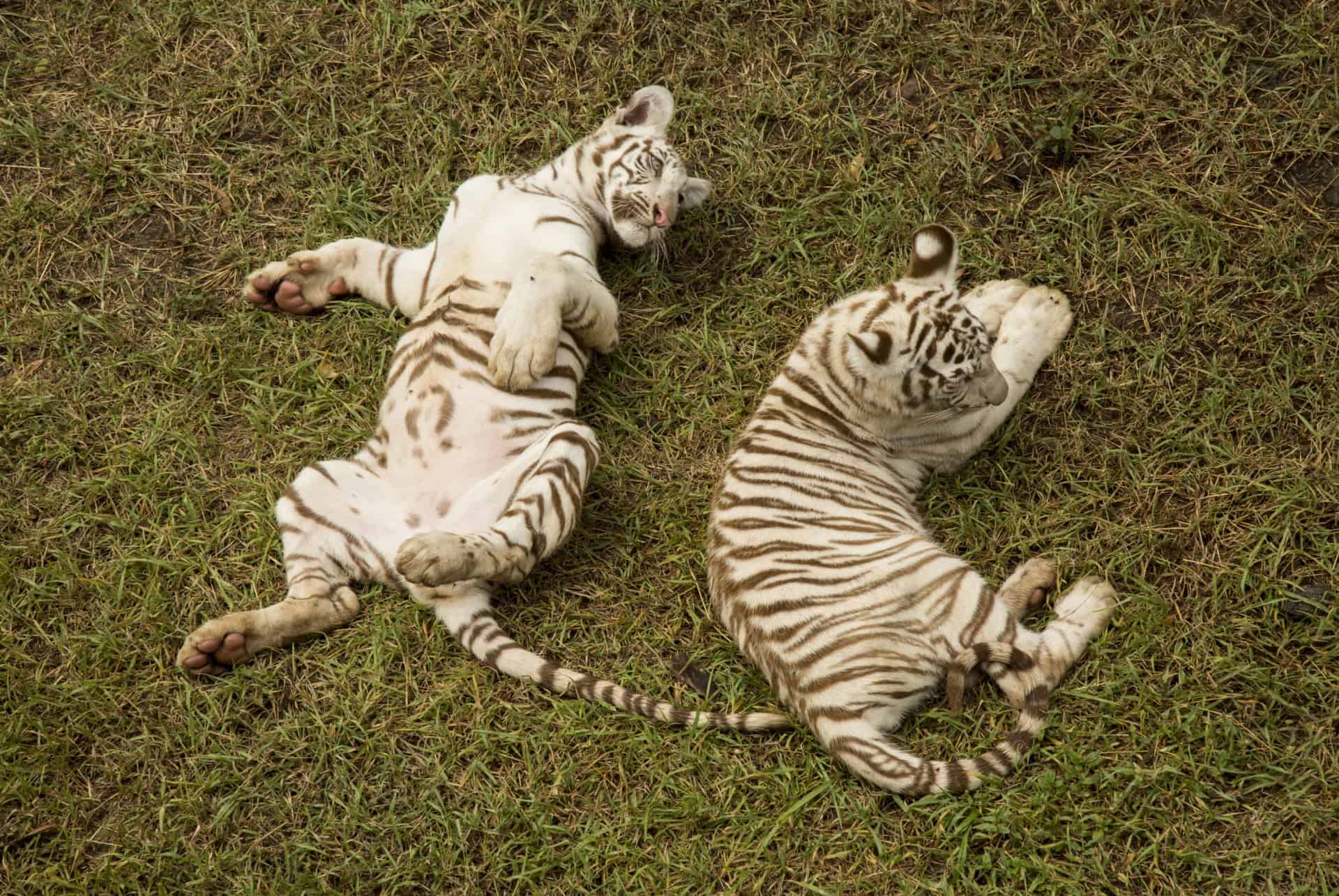 jeunes tigres blanc au parc casela