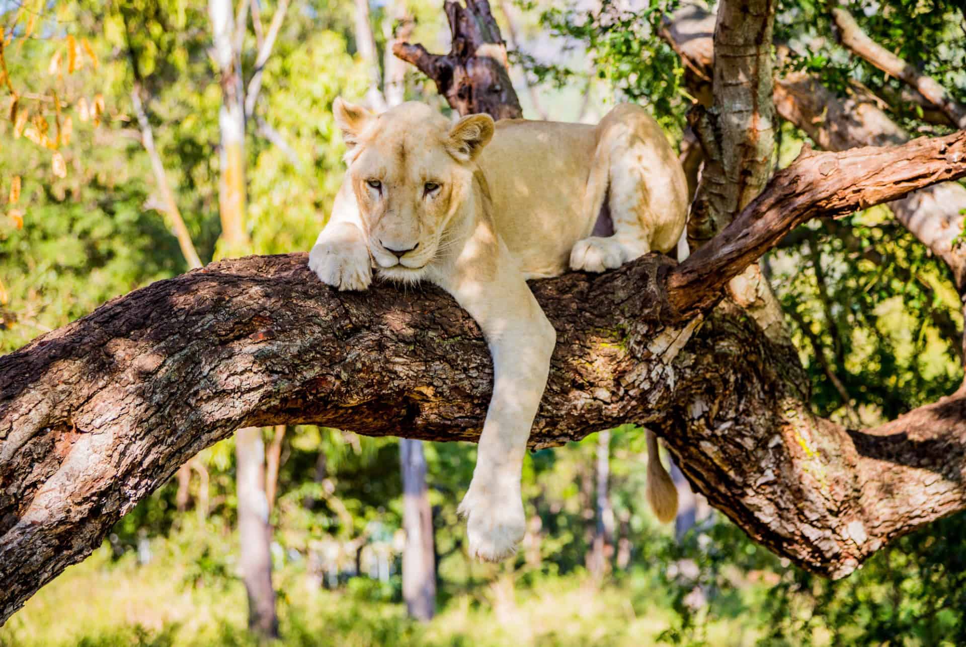 lionne sur un arbre