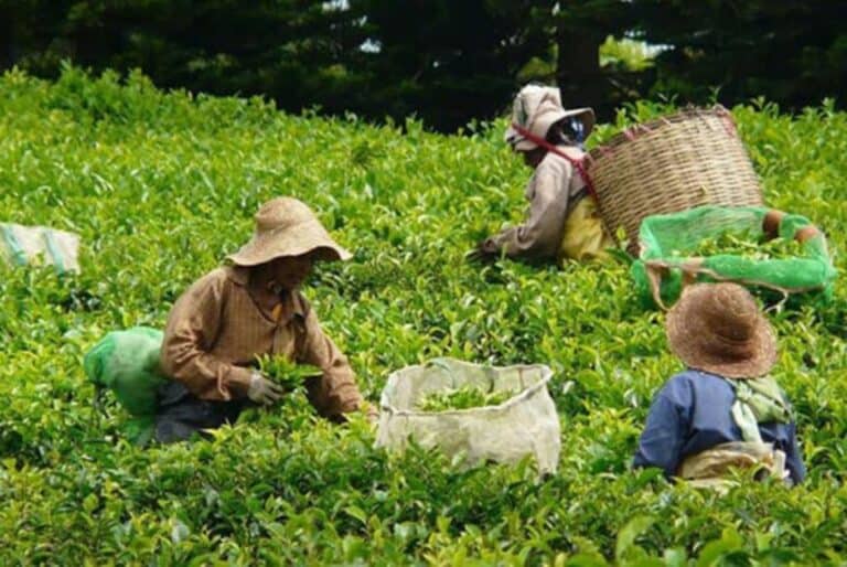 Visite des plantations de thé et de canne à sucre