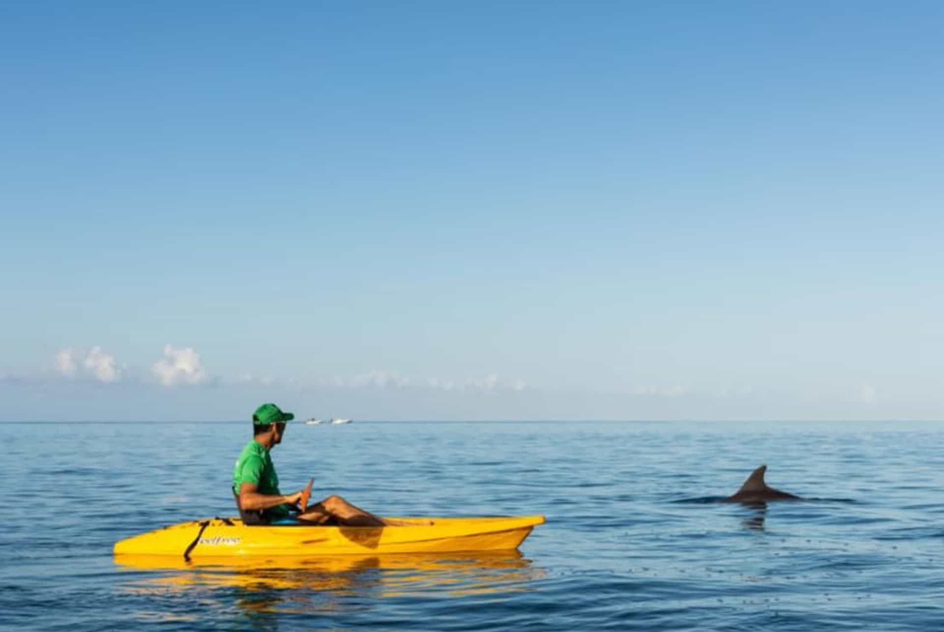 sortie kayak avec dauphins sortie kayak avec dauphins