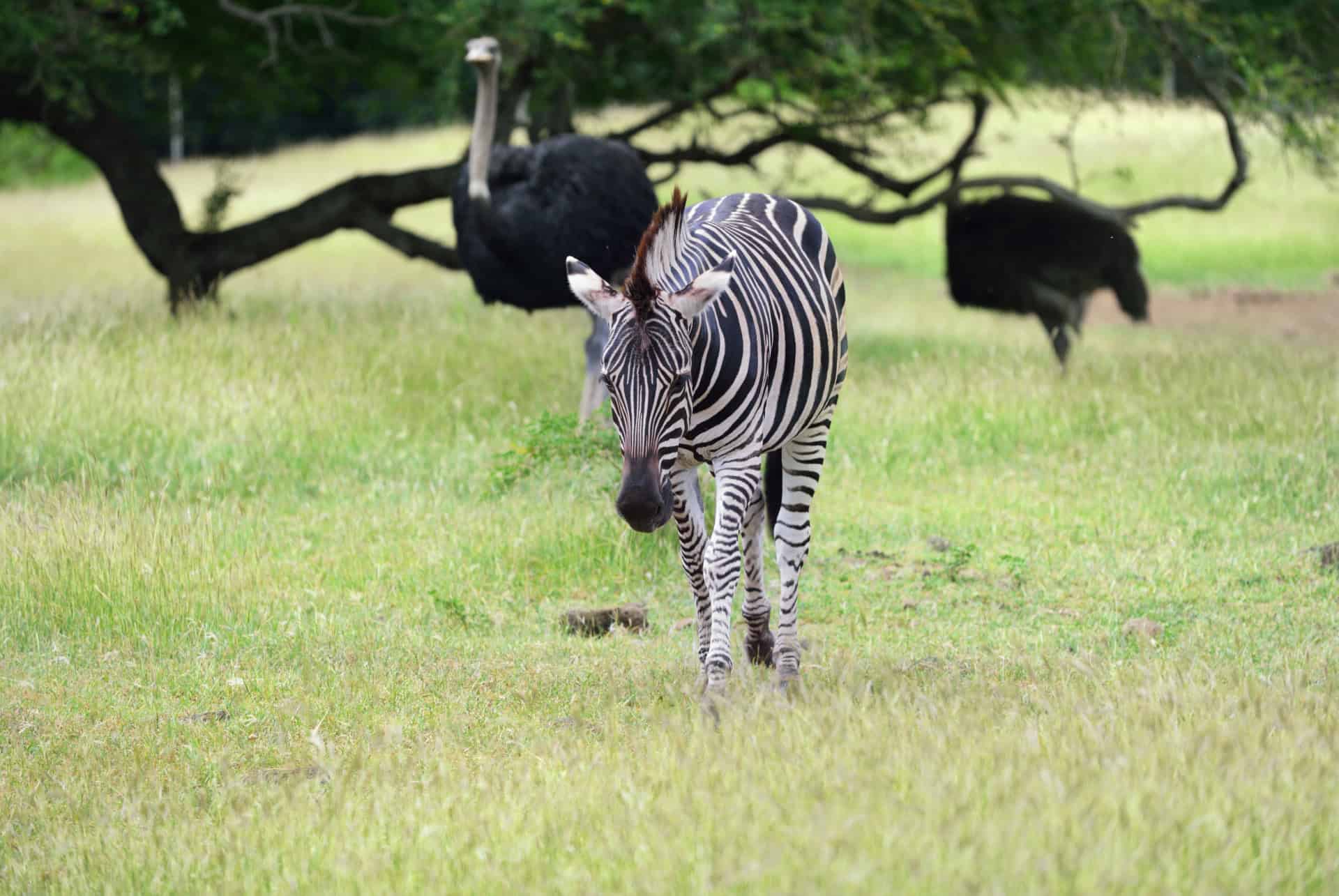 zebre et autruche