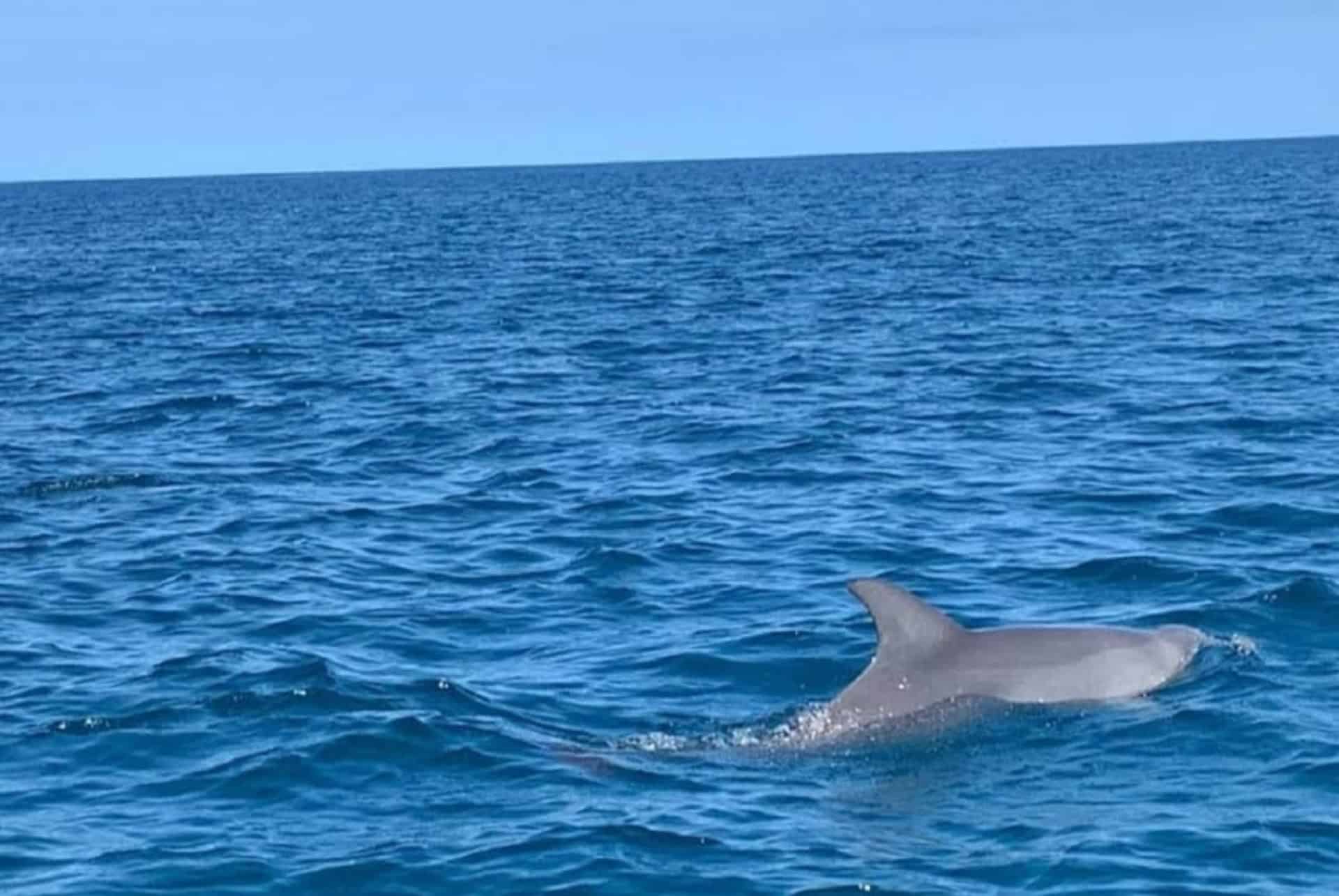 Excursion en catamaran avec observation des dauphins