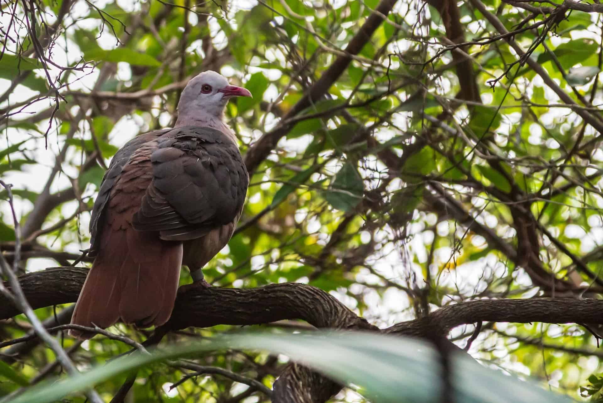 pigeon rose ilots autour maurice
