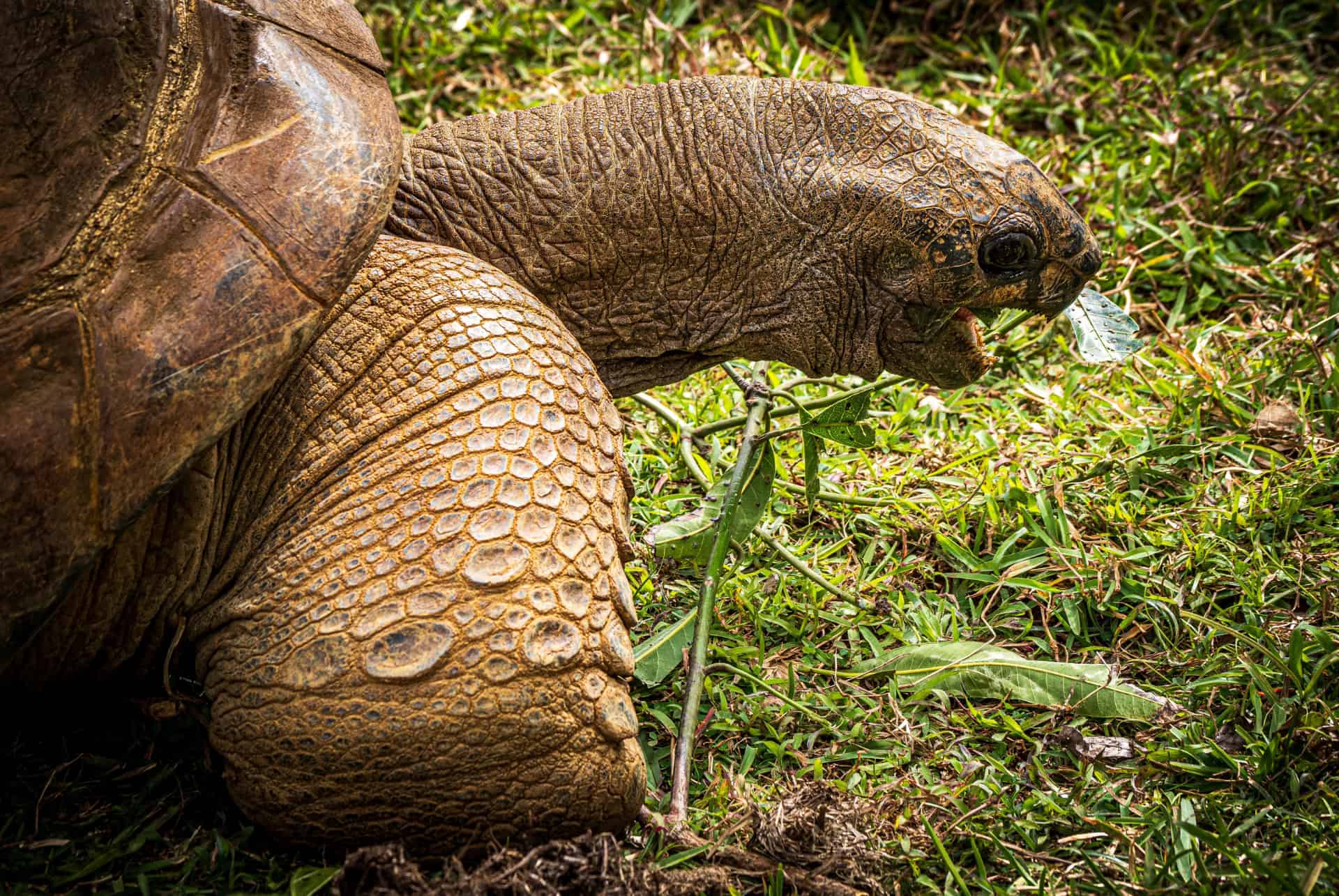 tortue vallee ferney