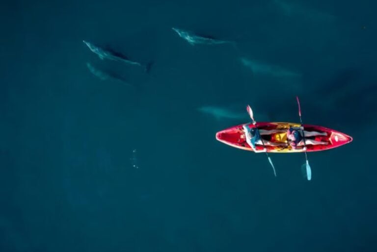 Kayak avec les dauphins à Tamarin