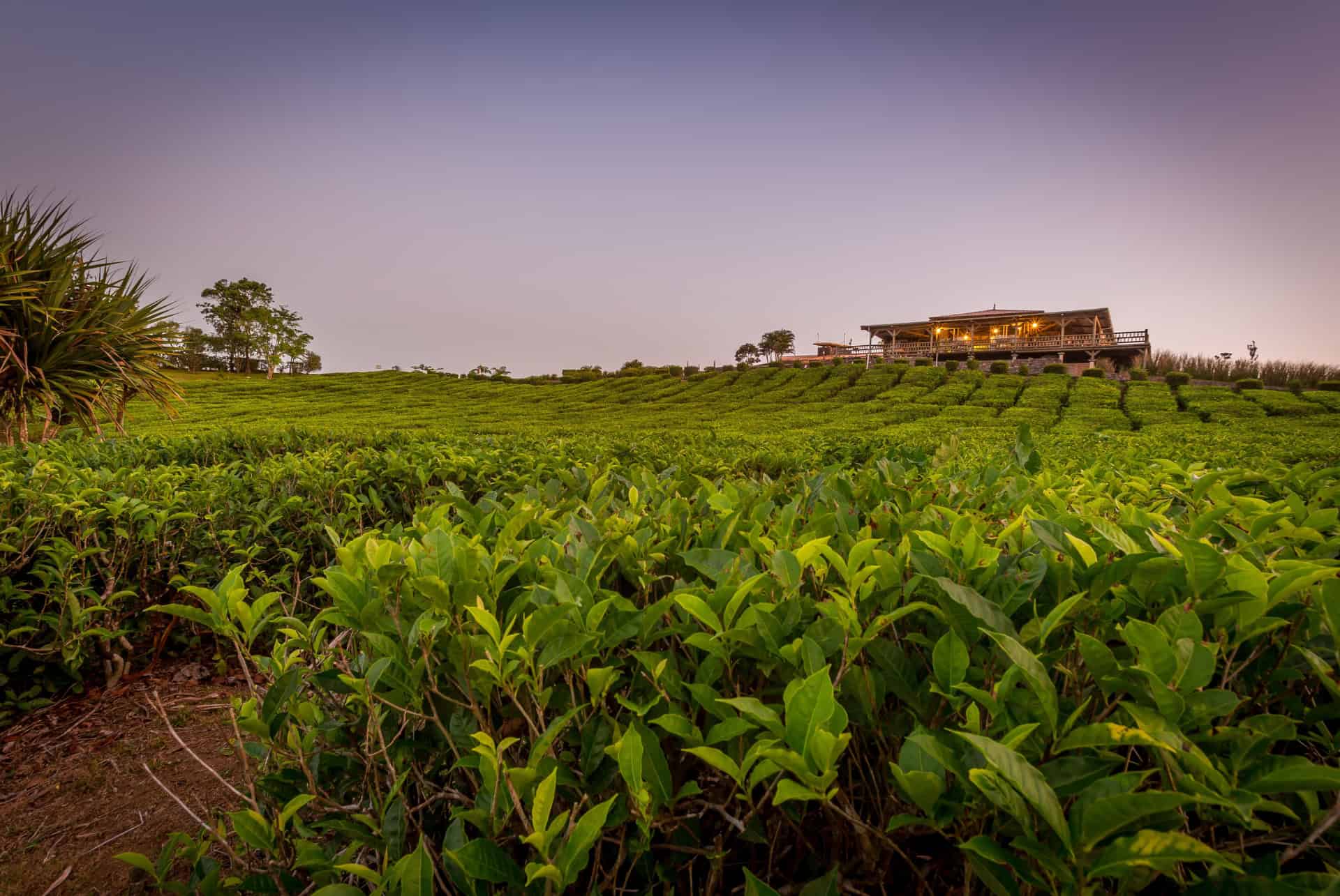 plantation de the a bois cheri