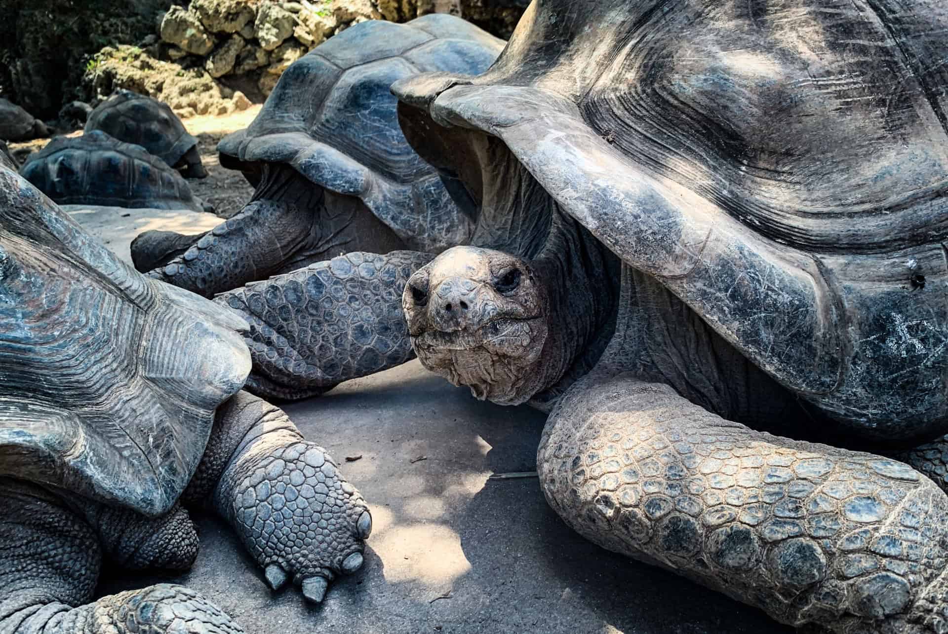 que faire a rodrigues reserve francois leguat que faire a rodrigues reserve francois leguat