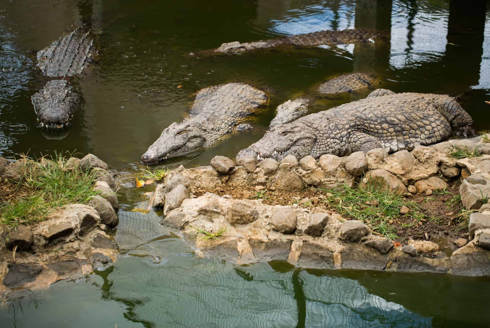 crocodile vanille nature parc vanilla