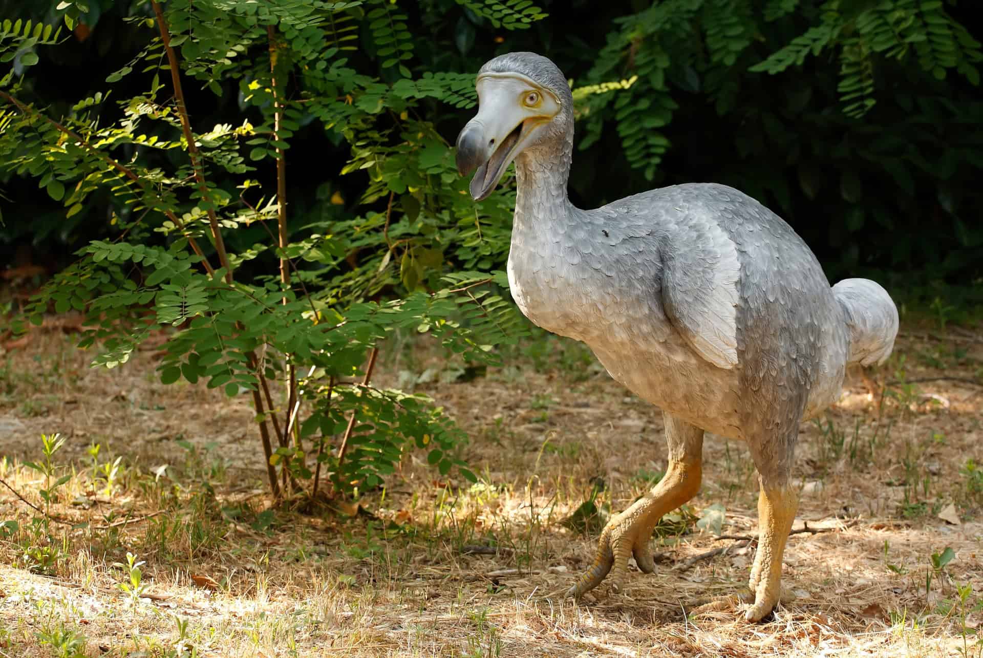 dodo bird reconstruction