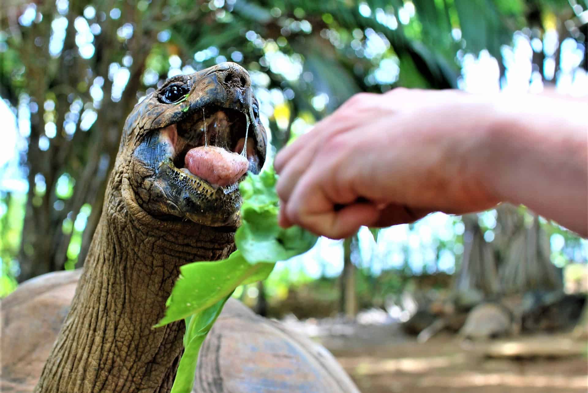 vanille nature parc nourrir tortue